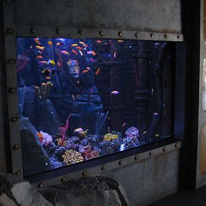 SEA LIFE Lab - Colorful Fish Exhibit