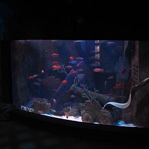 Shipwreck - Eel Exhibit