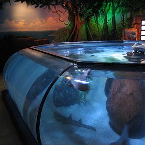 Ray Lagoon - Ray Exhibit