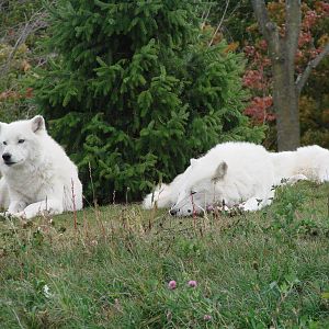 Toronto Zoo Visit - October 5th, 2009