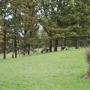 A few more autumn pictures from Skanes Animal Park