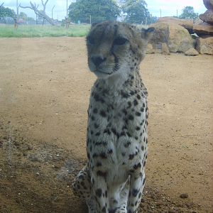 Whipsnade Cheetah