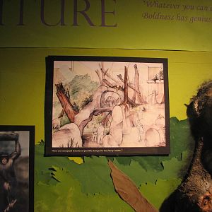 Ideas for the future Chimpanzee Exhibit