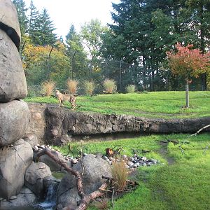 Predators of the Serengeti