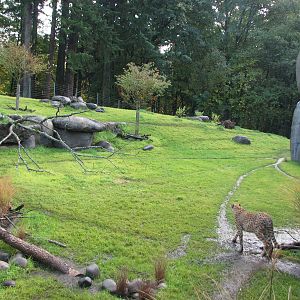 Predators of the Serengeti