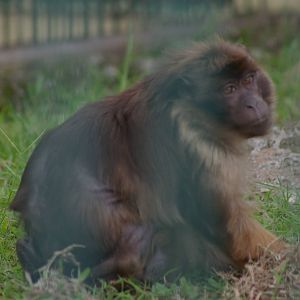 possible Pagai Macaque (Macaca pagensis)