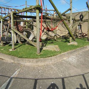 Orang outdoor enclosure