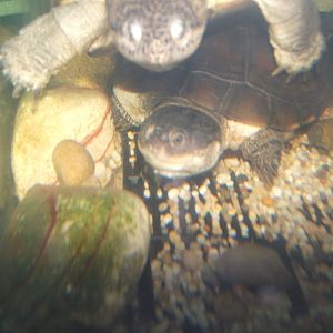 West African Mud Turtle (Pelusios castaneus)