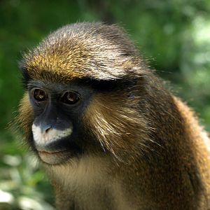 ZOOM - Blue moustached monkey