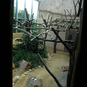 ZOOM - African monkey exhibit