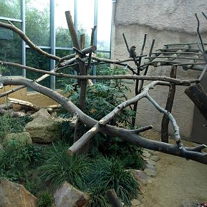ZOOM - African monkey exhibit