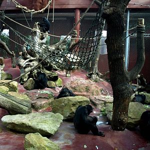 ZOOM - Chimpanzee indoor exhibit