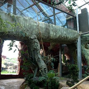 ZOOM - Chimpanzee indoor exhibit