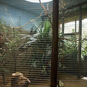 ZOOM - Grey parrot aviary