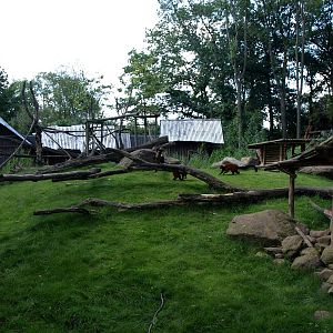 ZOOM - Madagascar Island