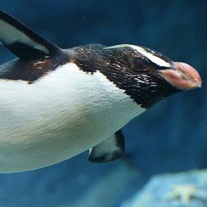 Fiordland Crested Penguin
