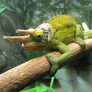 Jackson Chameleon