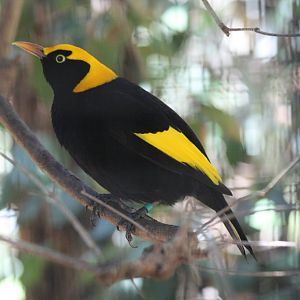 Regent Bowerbird male
