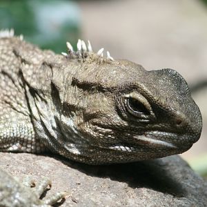 Tuatara