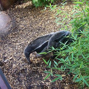 Giant anteater 22/10/09