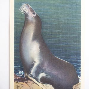 Seal