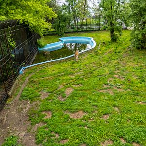 enclosure of tiger #2