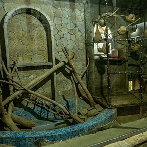 enclosure of green iguana