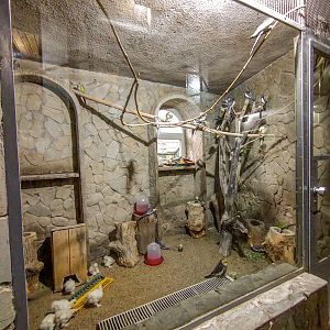 enclosure of cockatiel