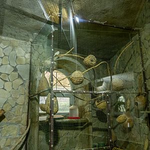 enclosure of Australian zebra finch