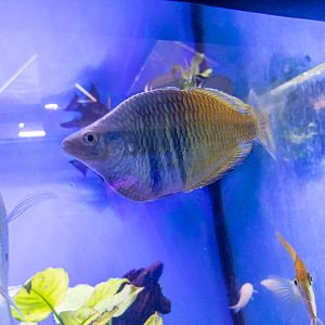 Boeseman's rainbowfish (Melanotaenia boesemani)