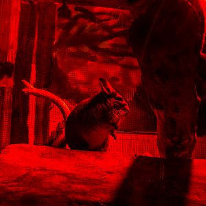 Long-tailed chinchilla (Chinchilla lanigera)