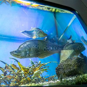 Clown featherback (Chitala ornata)