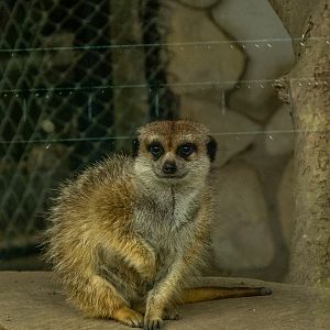 Meerkat (Suricata suricatta)