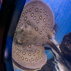 Largespot river stingray (Potamotrygon falkneri)