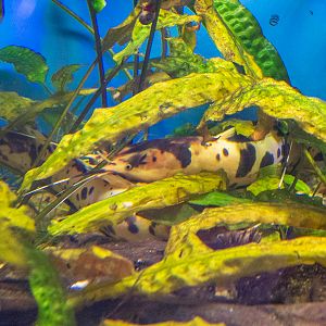 Walking catfish (Clarias batrachus)