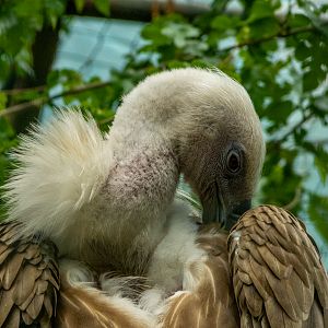 Eurasian griffon vulture (Gyps fulvus)