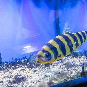 Banded leporinus (Leporinus fasciatus)