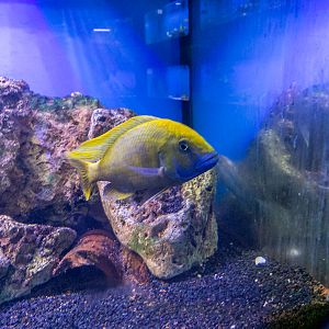 Nkhomo-benga peacock (Aulonocara baenschi)