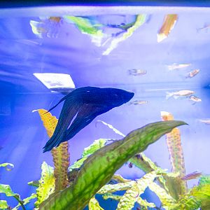 Siamese fighting fish (Betta splendens)