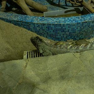 Green iguana (Iguana iguana)