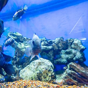 Convict cichlid (Amatitlania nigrofasciata)