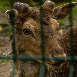 Caucasian red deer (Cervus elaphus)