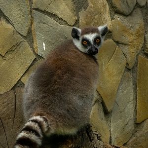 Ring-tailed lemur (Lemur catta)