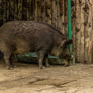Carpathian wild boar (Sus scrofa)