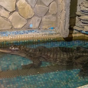 Spectacled caiman (Caiman crocodilus)