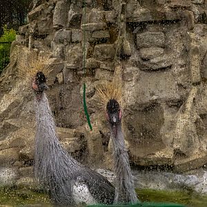 Grey crowned crane (Balearica regulorum)