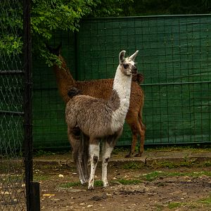 Llama (Lama glama)