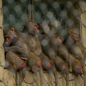 Hamadryas baboon (Papio hamadryas)