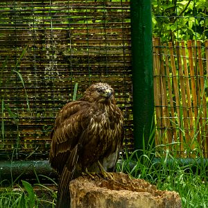 Common buzzard (Buteo buteo)