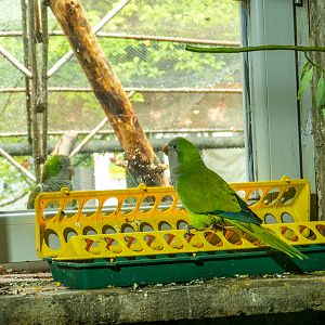Monk parakeet (Myiopsitta monachus)